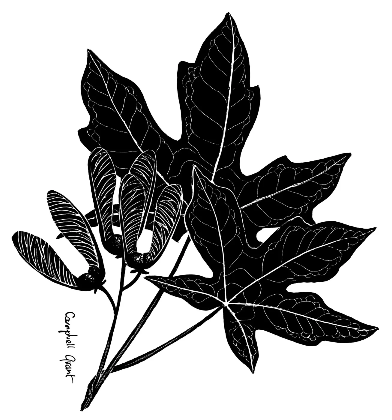 Big-LeafMaple