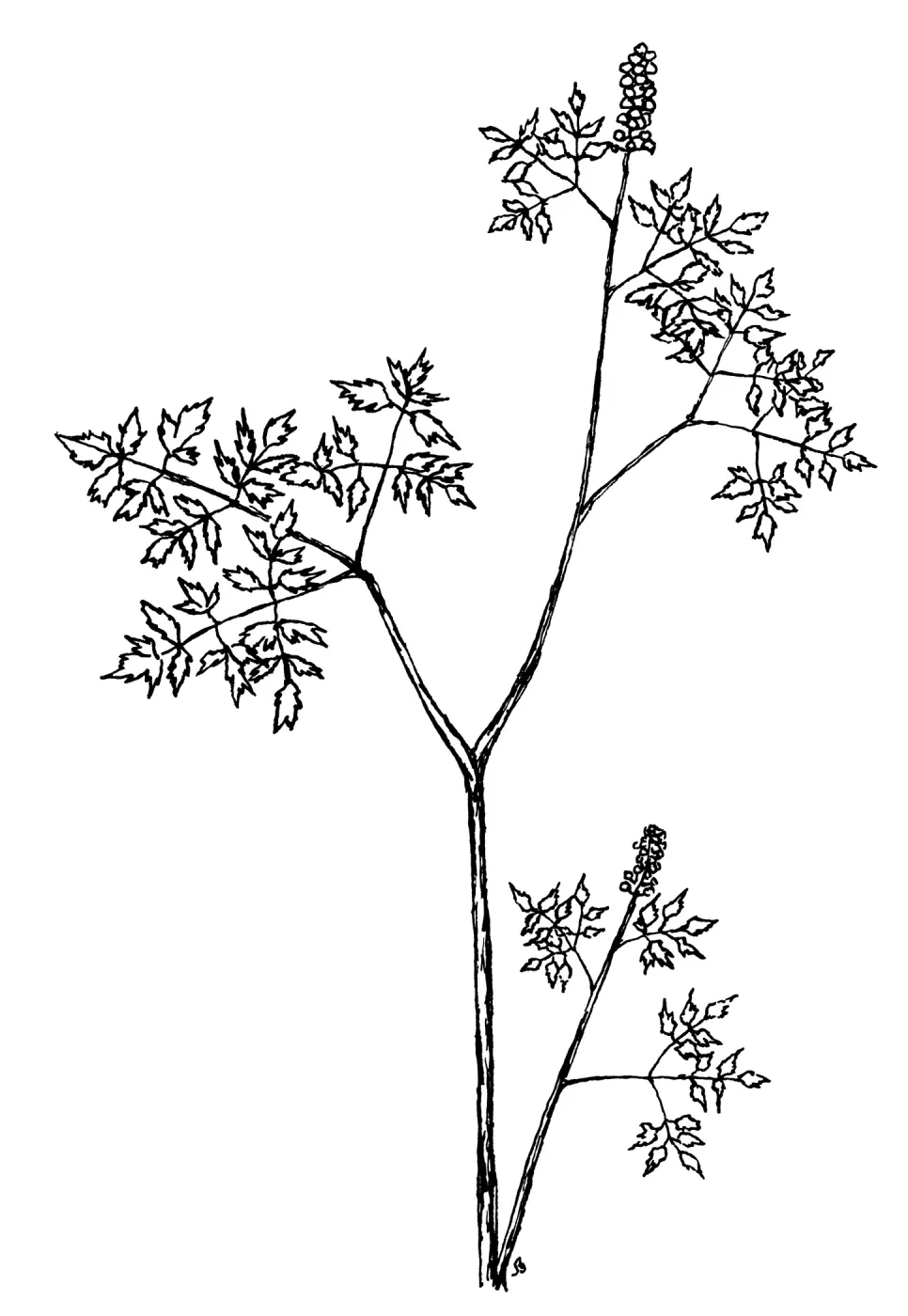 Baneberry