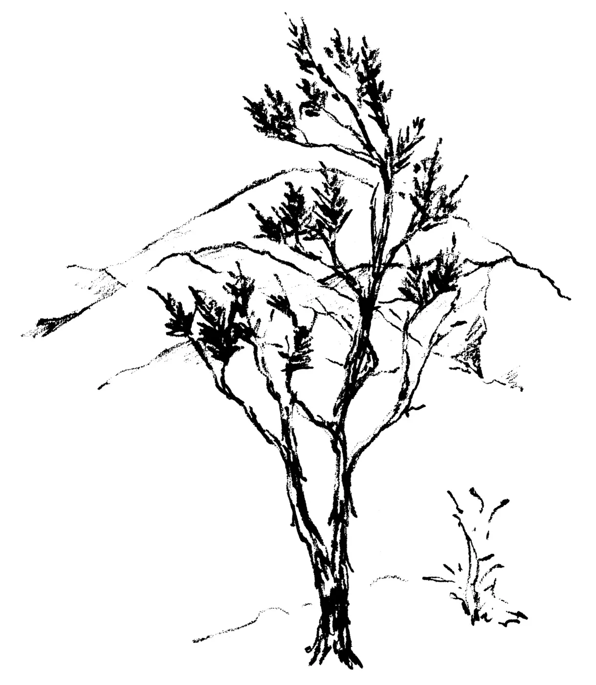 Ribbonwood