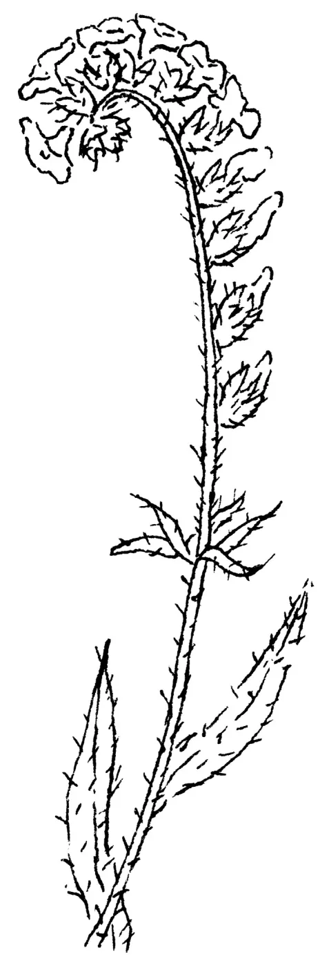 Fireweed Fiddleneck