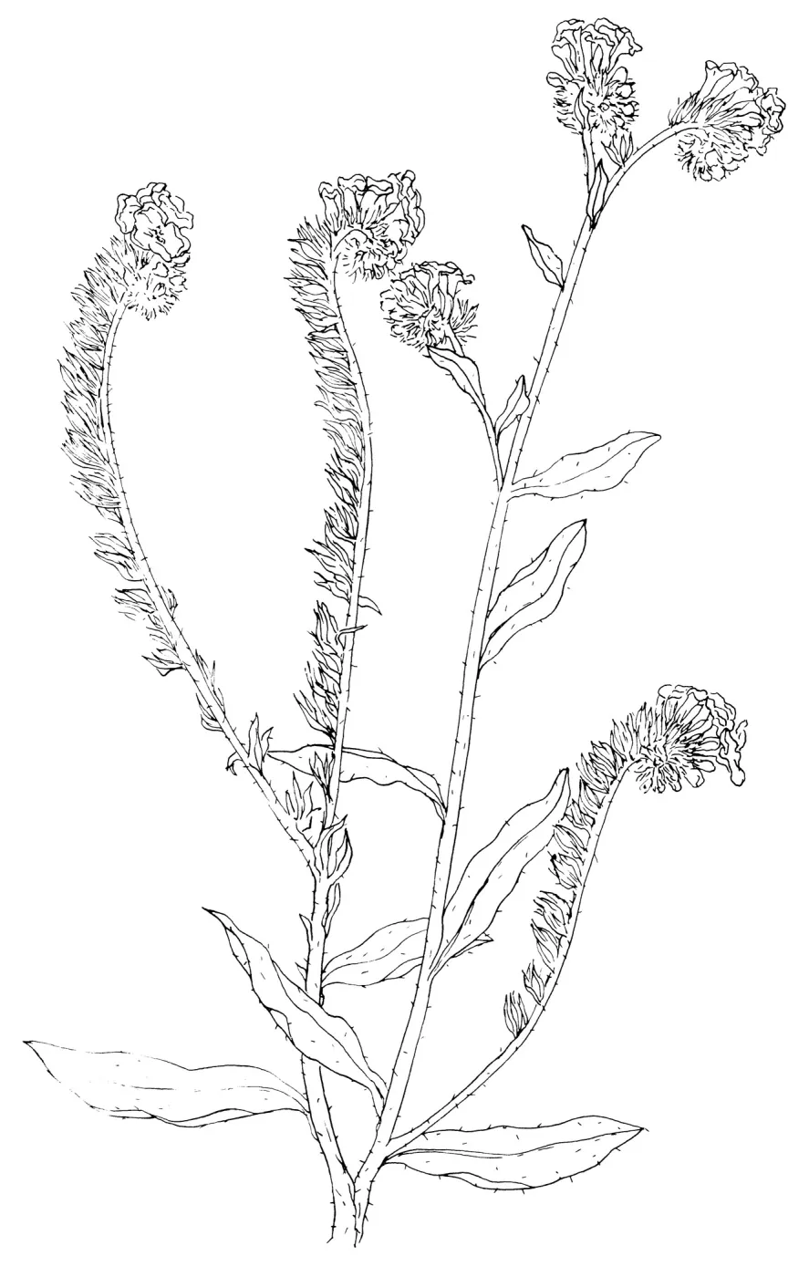 Fireweed Fiddleneck