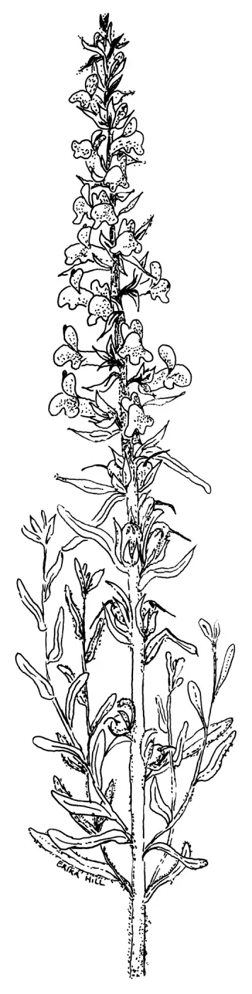 Sticky Snapdragon