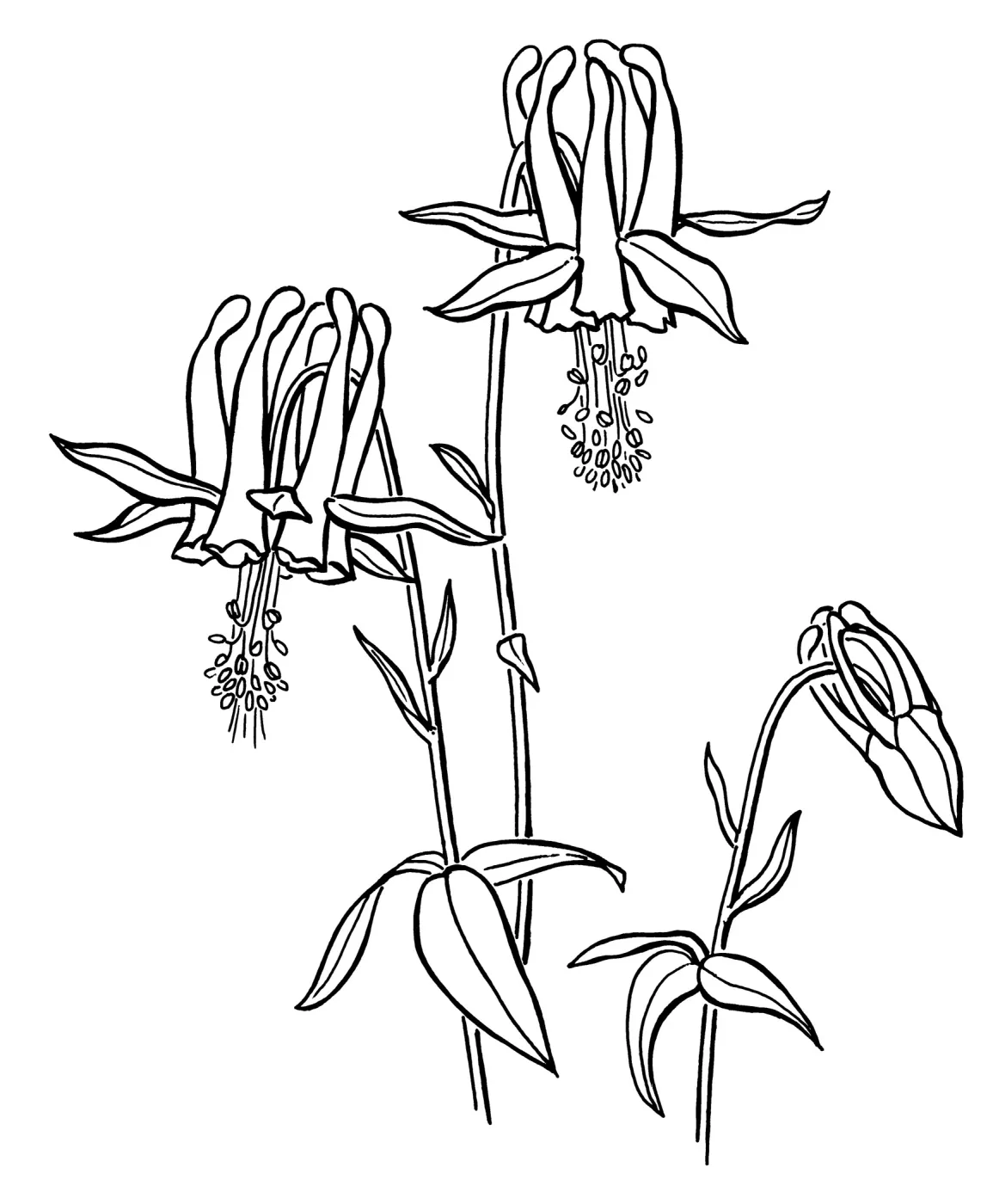 Van Houttes Columbine