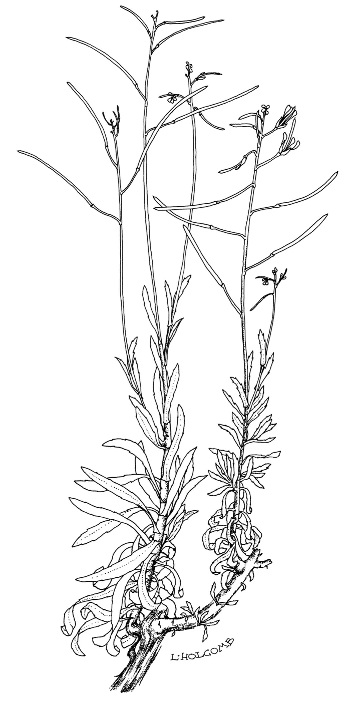 Hoffmans Rock Cress