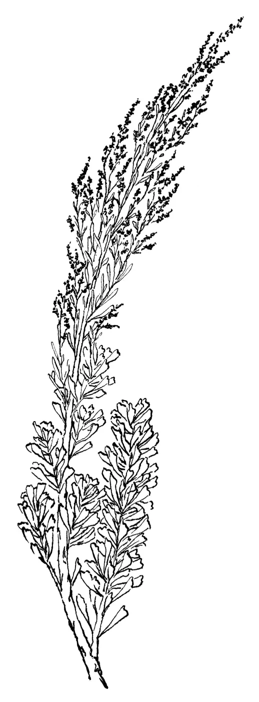 Desert Sagebrush, Big Sagebrush