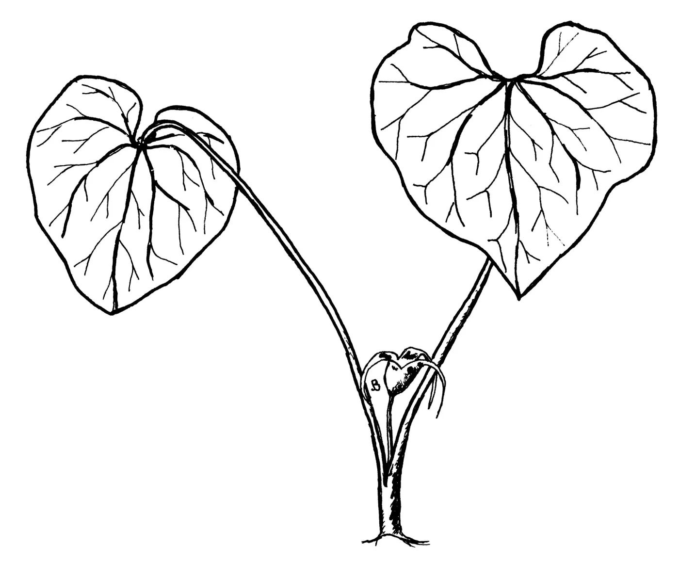 Wild Ginger