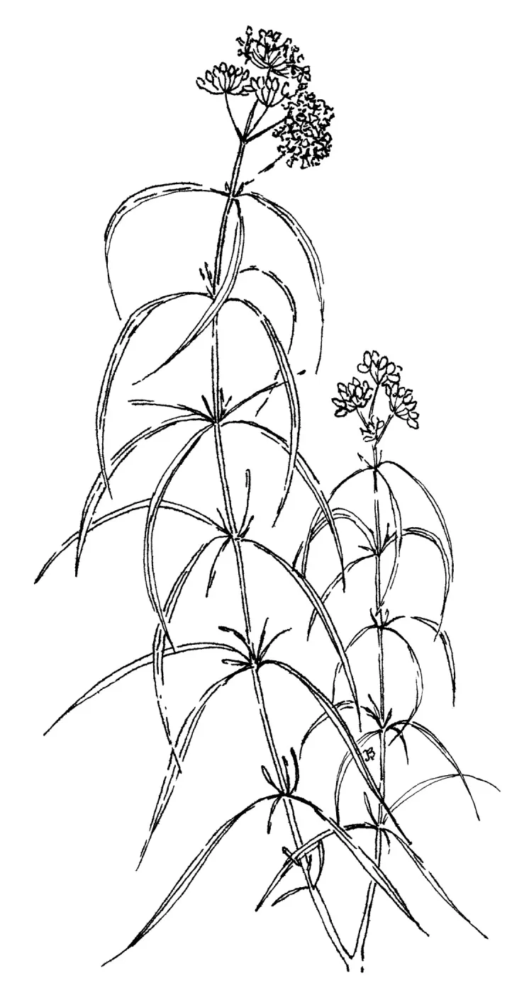 Narrowleaf Milkweed
