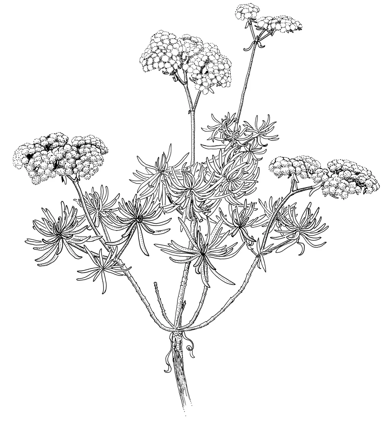 Santa Cruz Island Buckwheat