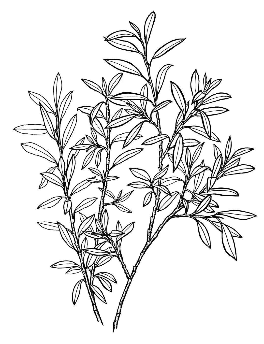 Arroyo Willow