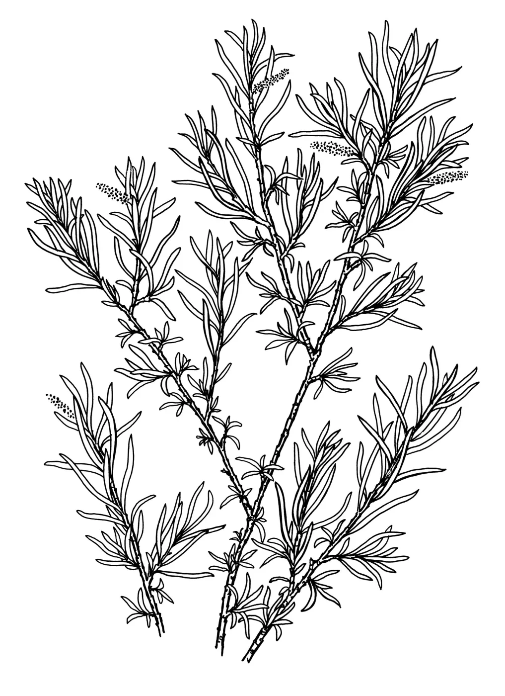 Sandbar Willow