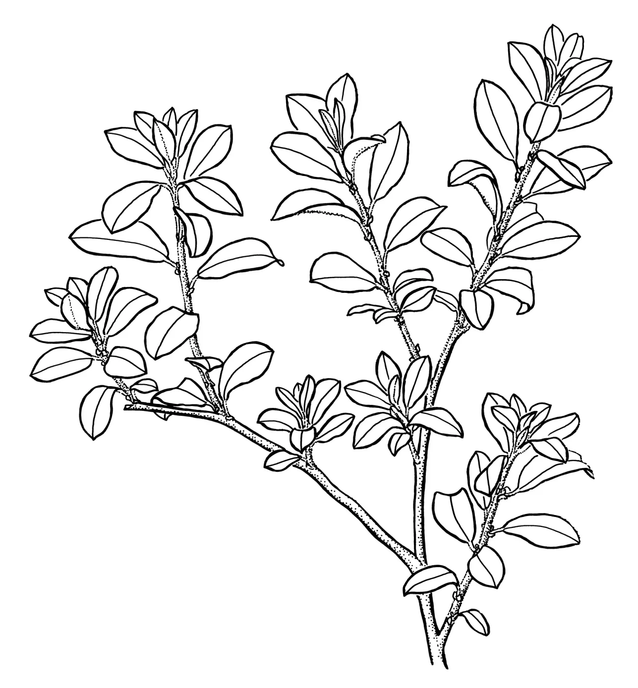 Sitka Willow