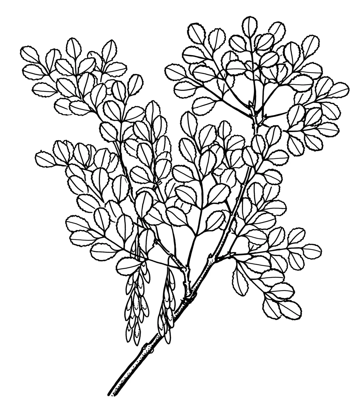 Foothill Ash, Flowering Ash