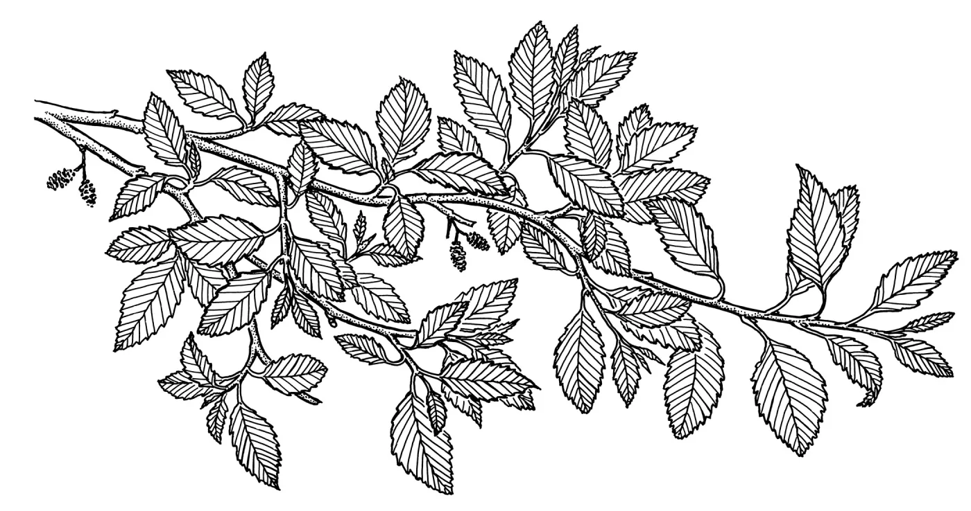 White Alder