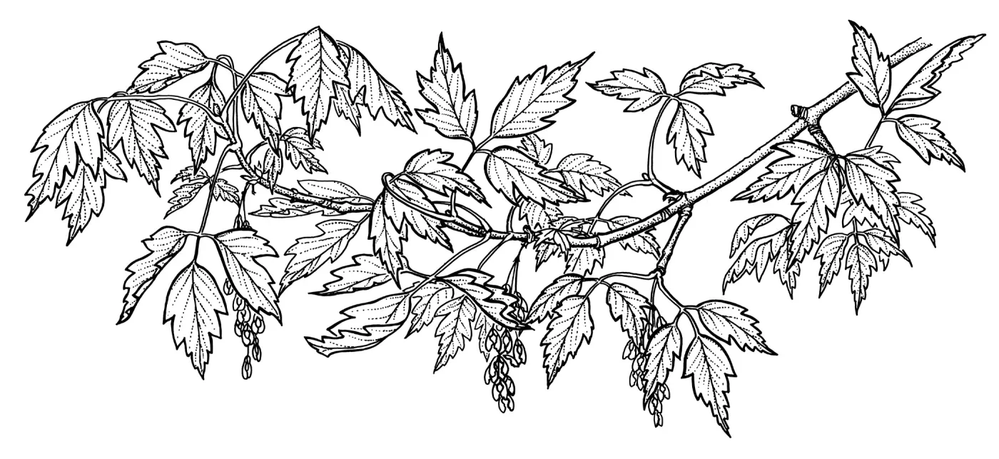 Box Elder