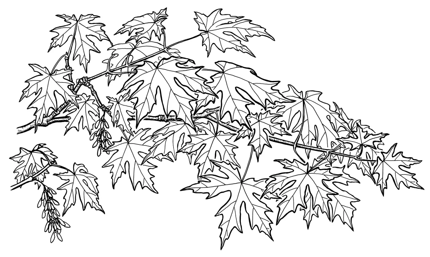 Bigleaf Maple