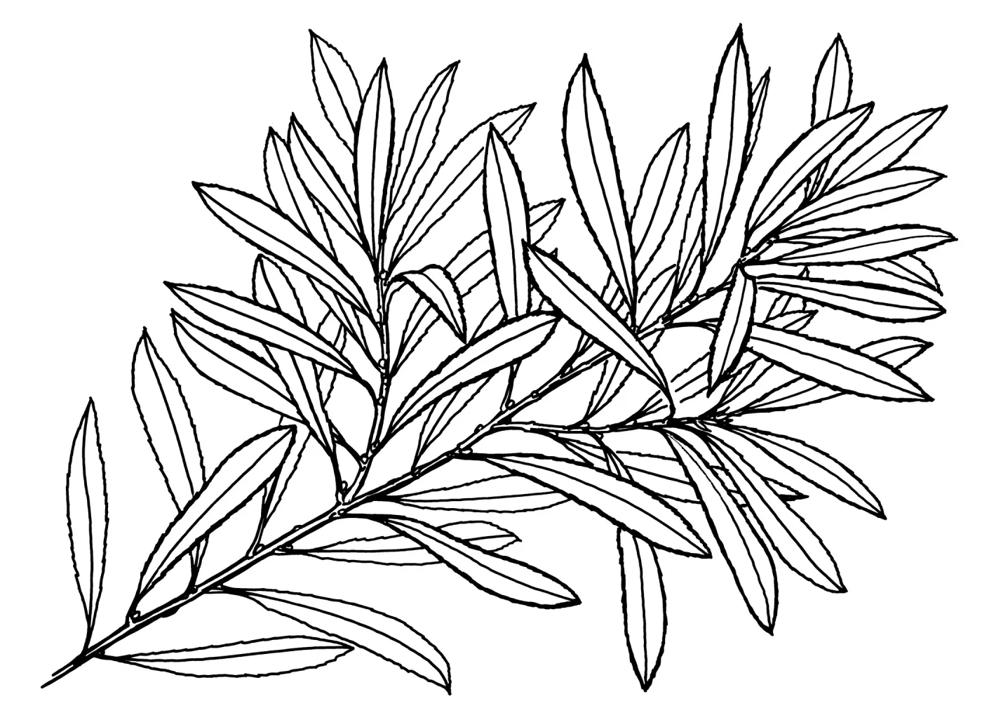 Pacific Wax Myrtle