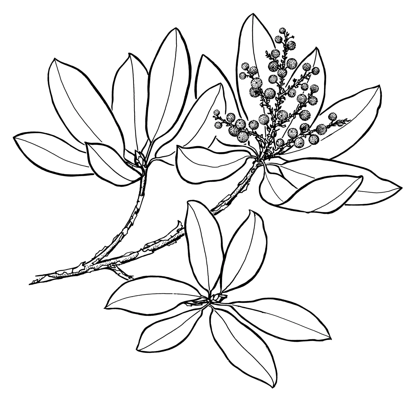 Madrone