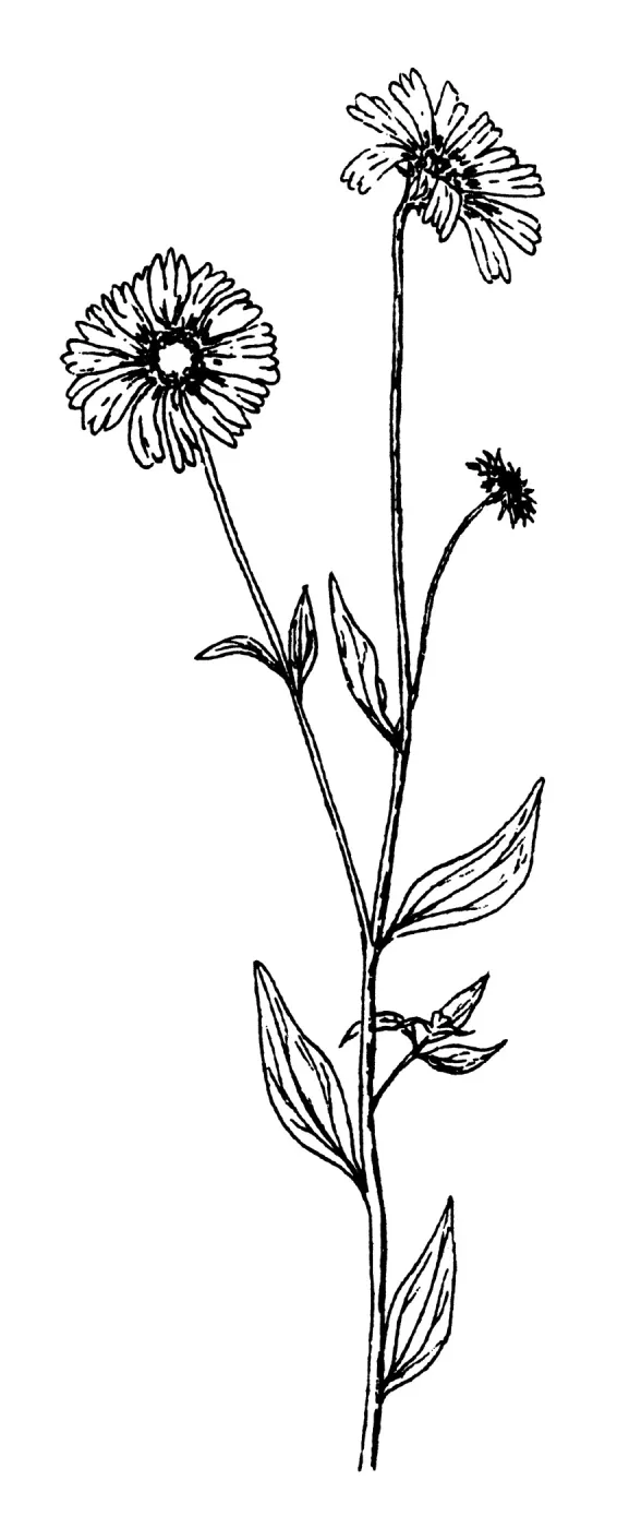 Encelia