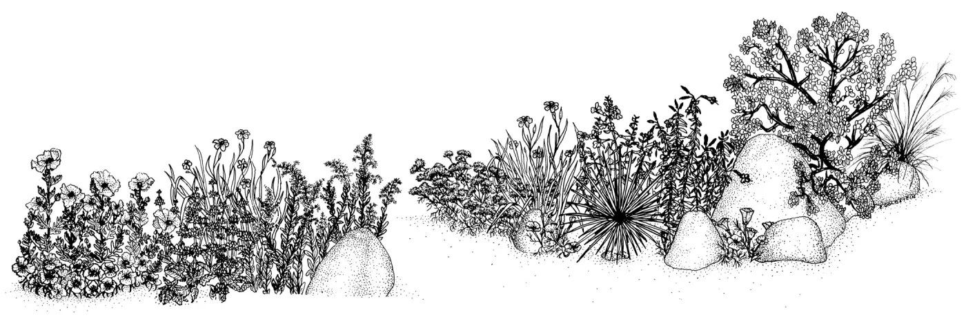 Mixed Wildflower Illustration (sage)