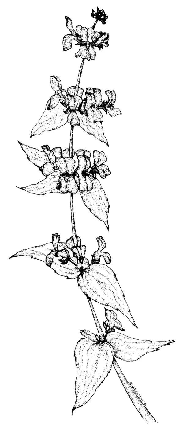 Collinsia