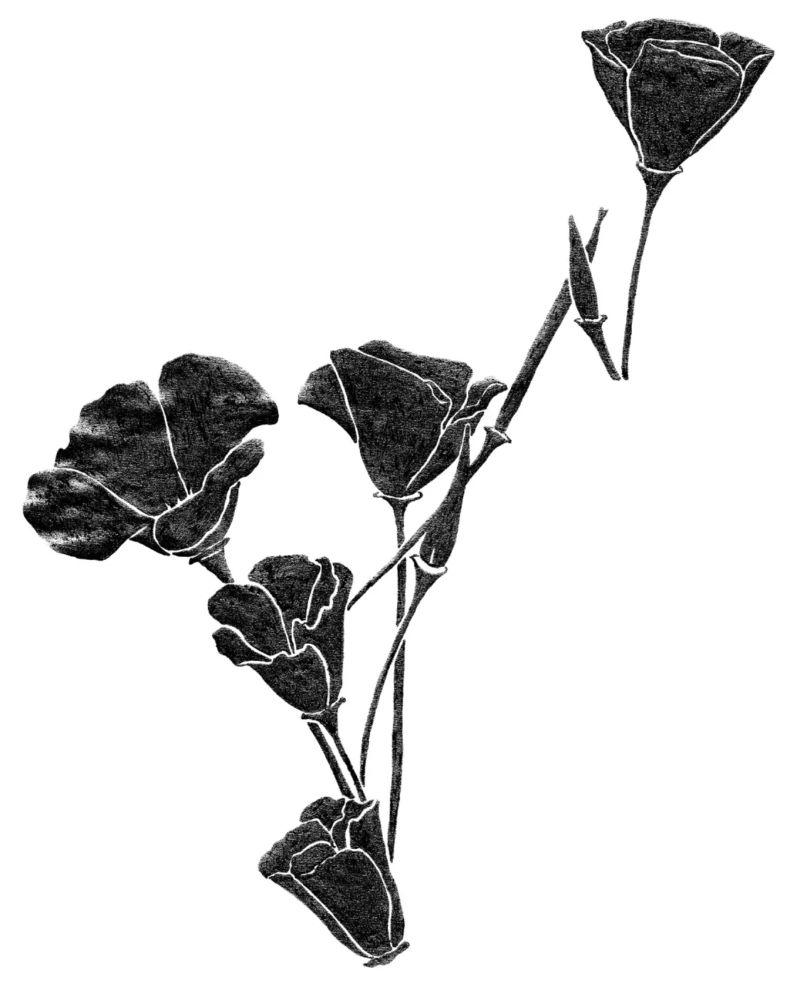 California Poppy