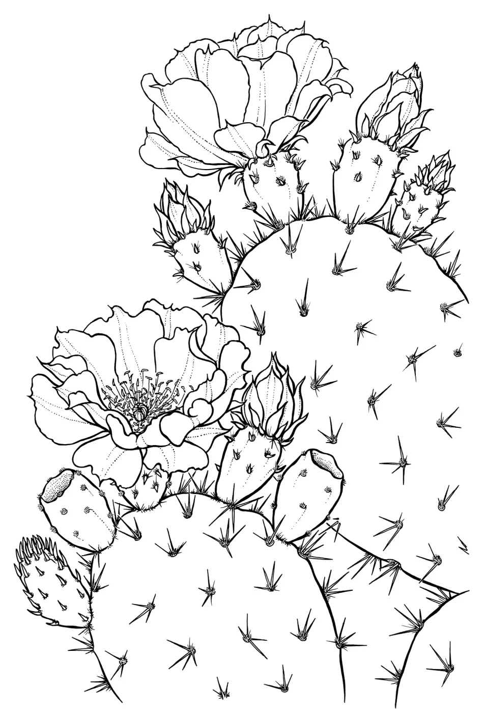 Prickly Pear