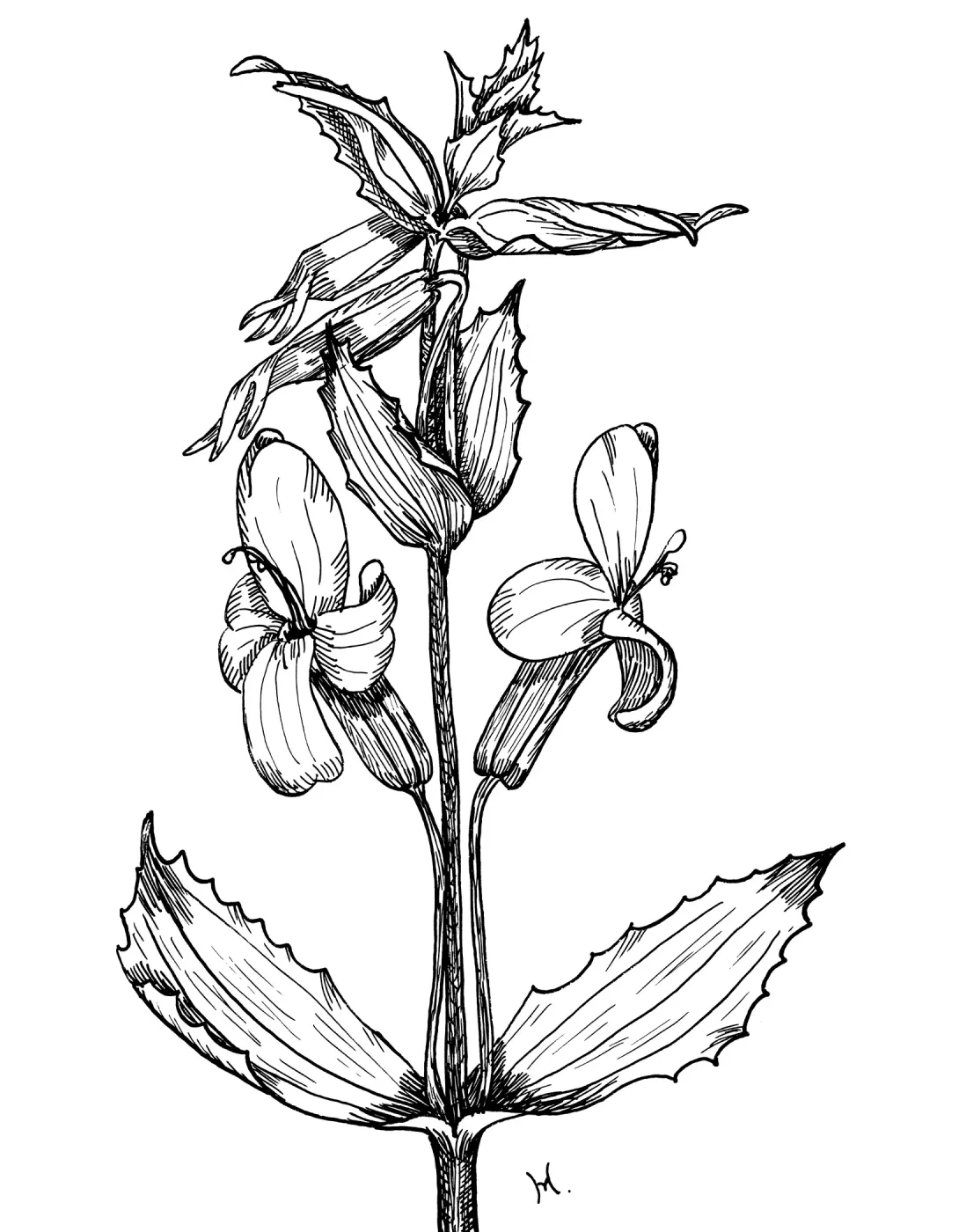 Scarlet Mimulus