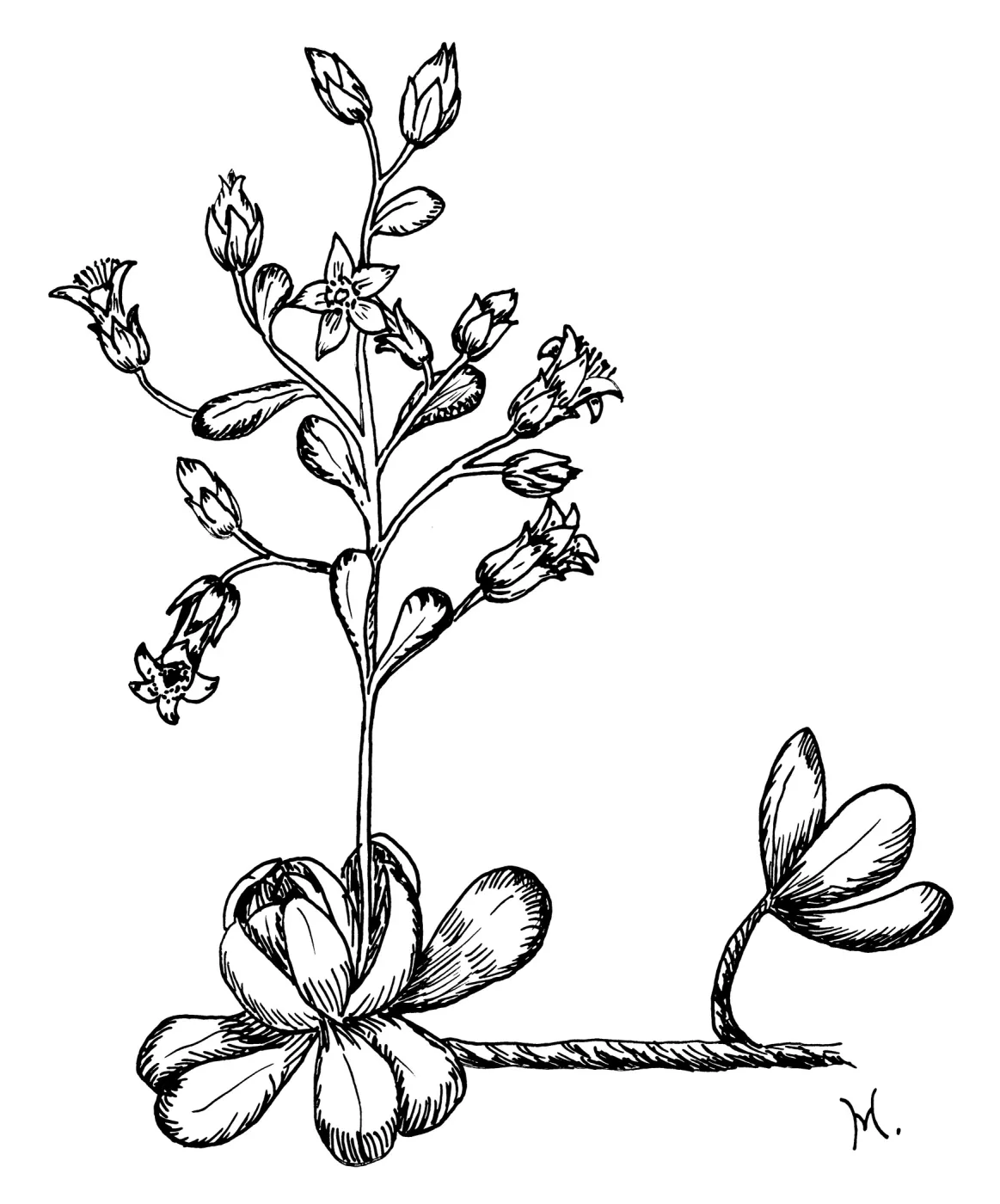 Stone Crop