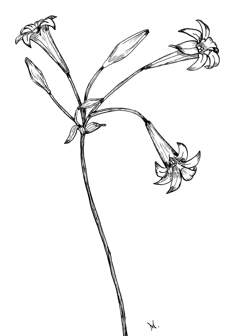 Harvest Brodiaea