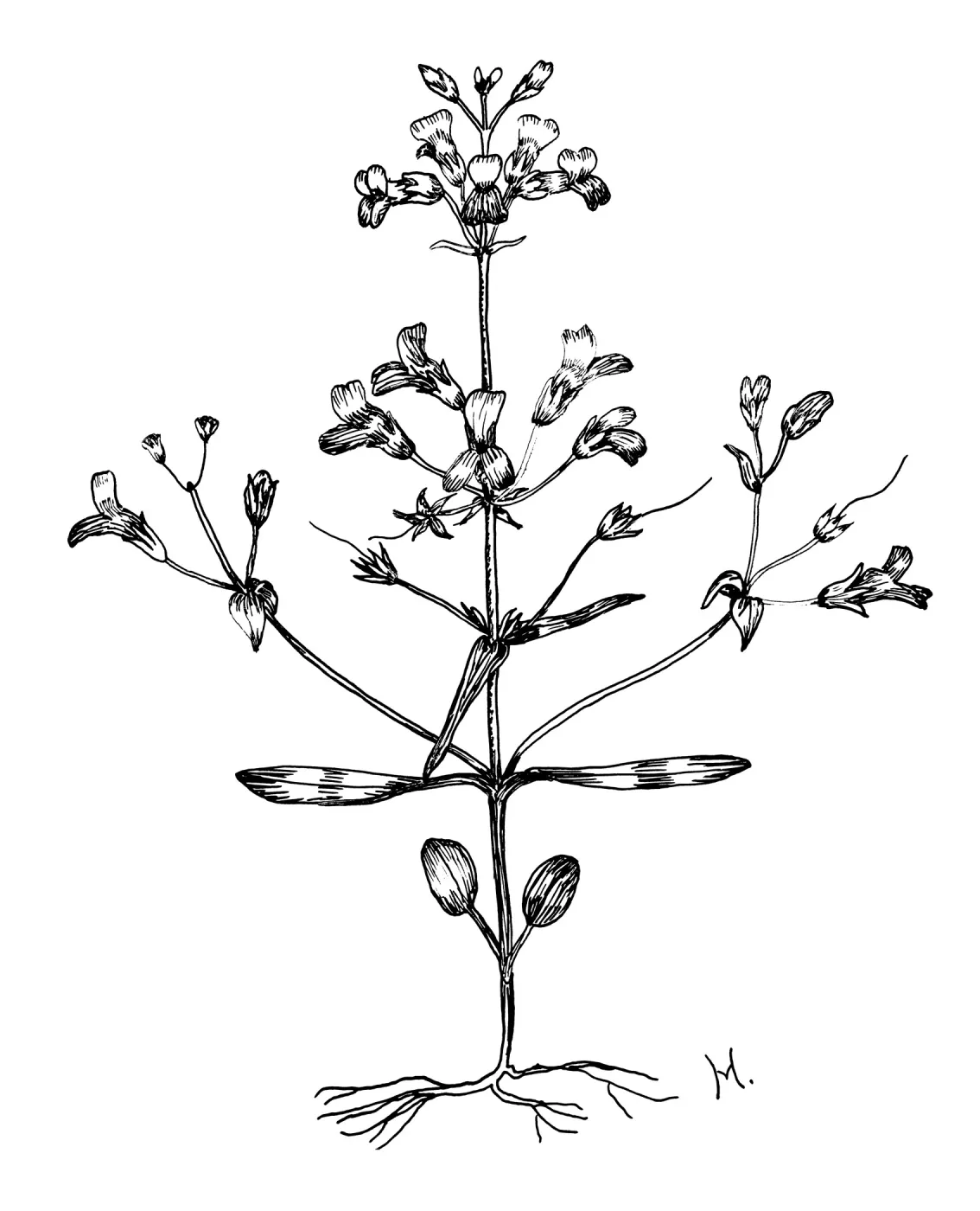 Little Collinsia
