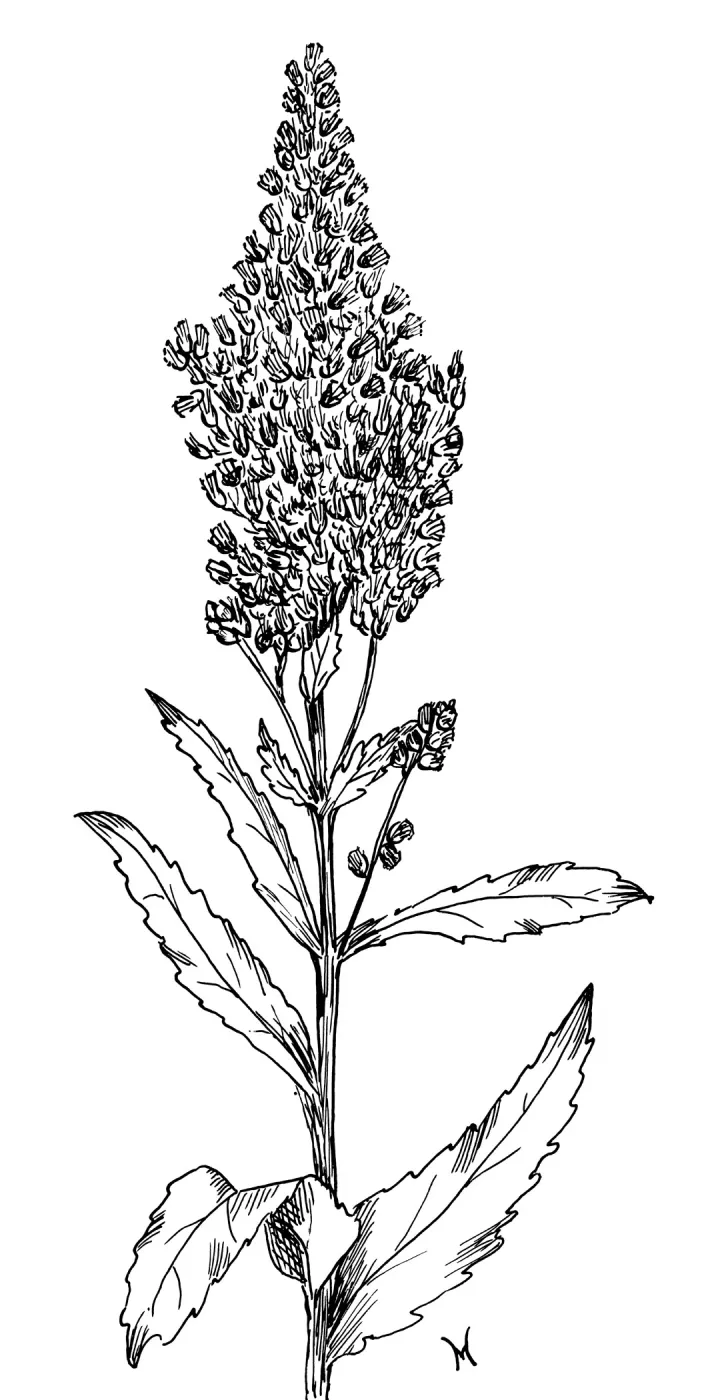 Golden Rod
