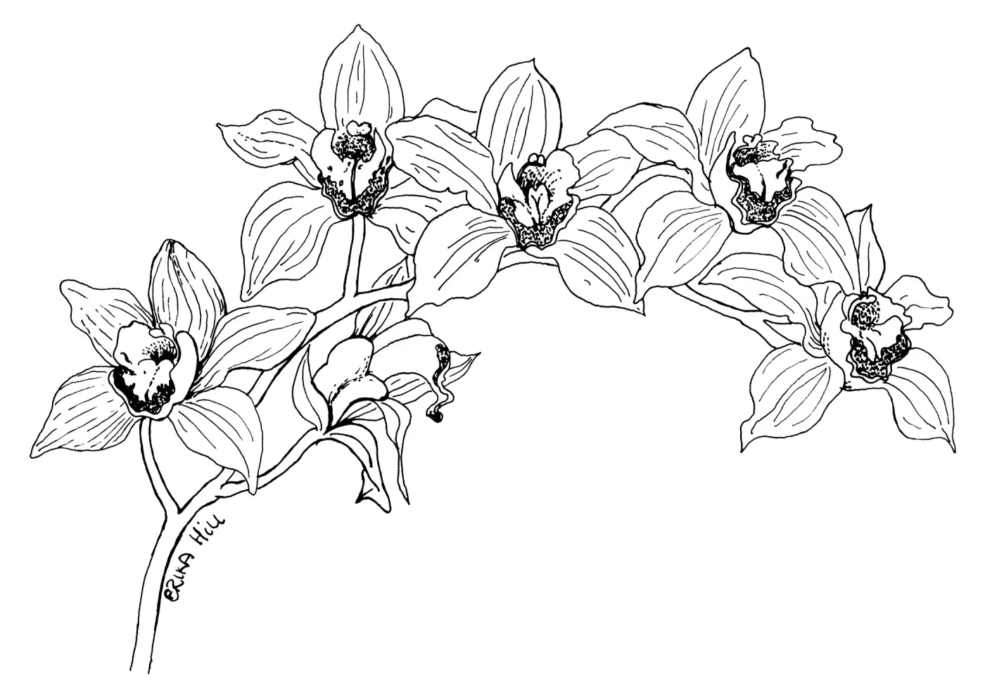 Stream Orchid