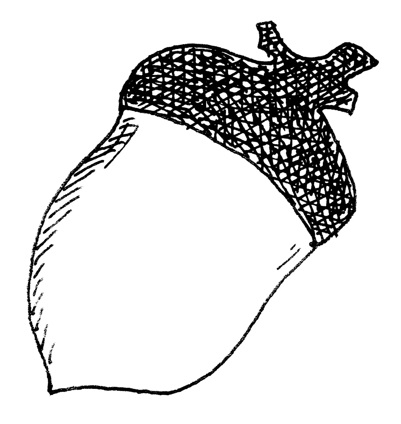 Acorn