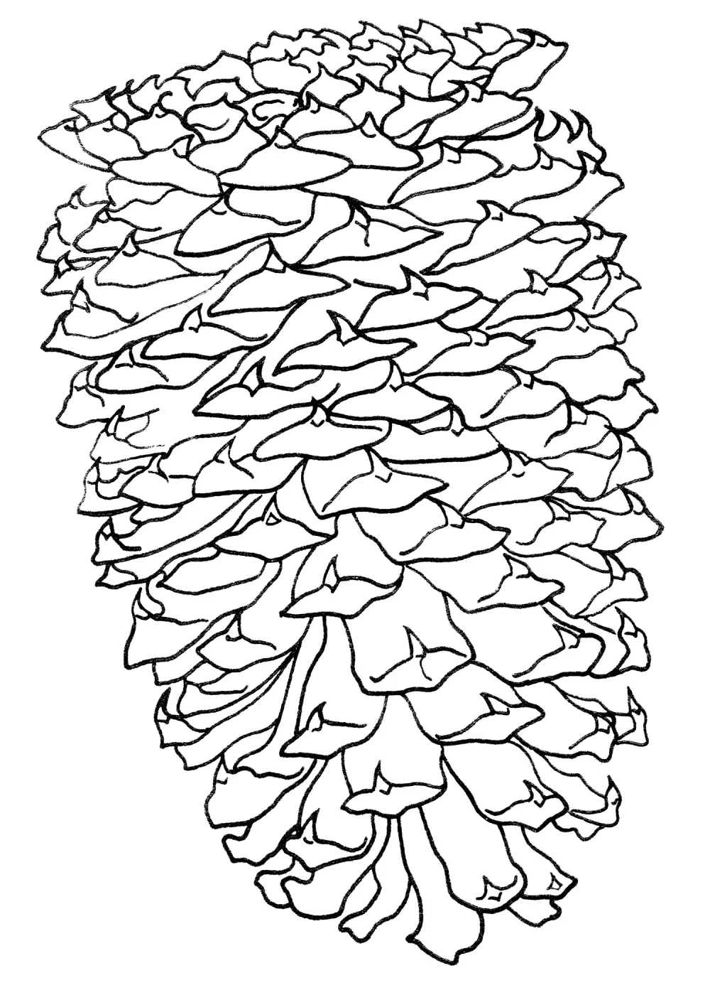 Jeffrey Pine Cone