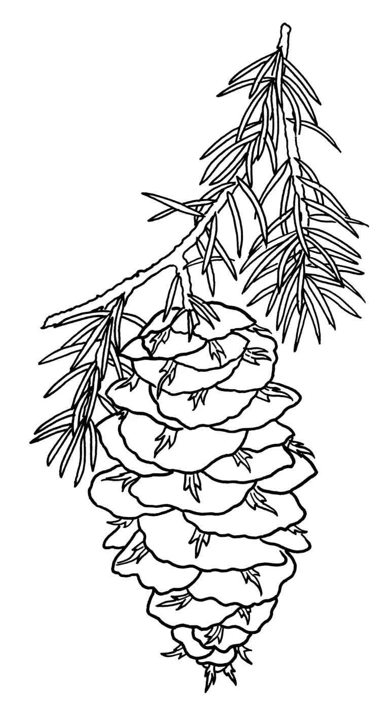 Big Cone Spruce