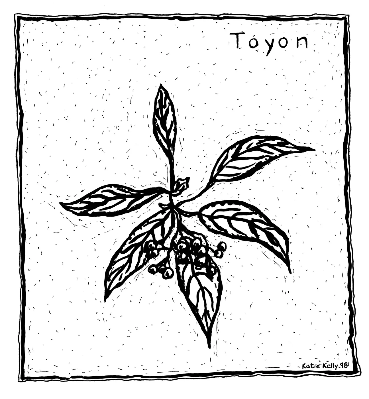 Toyon