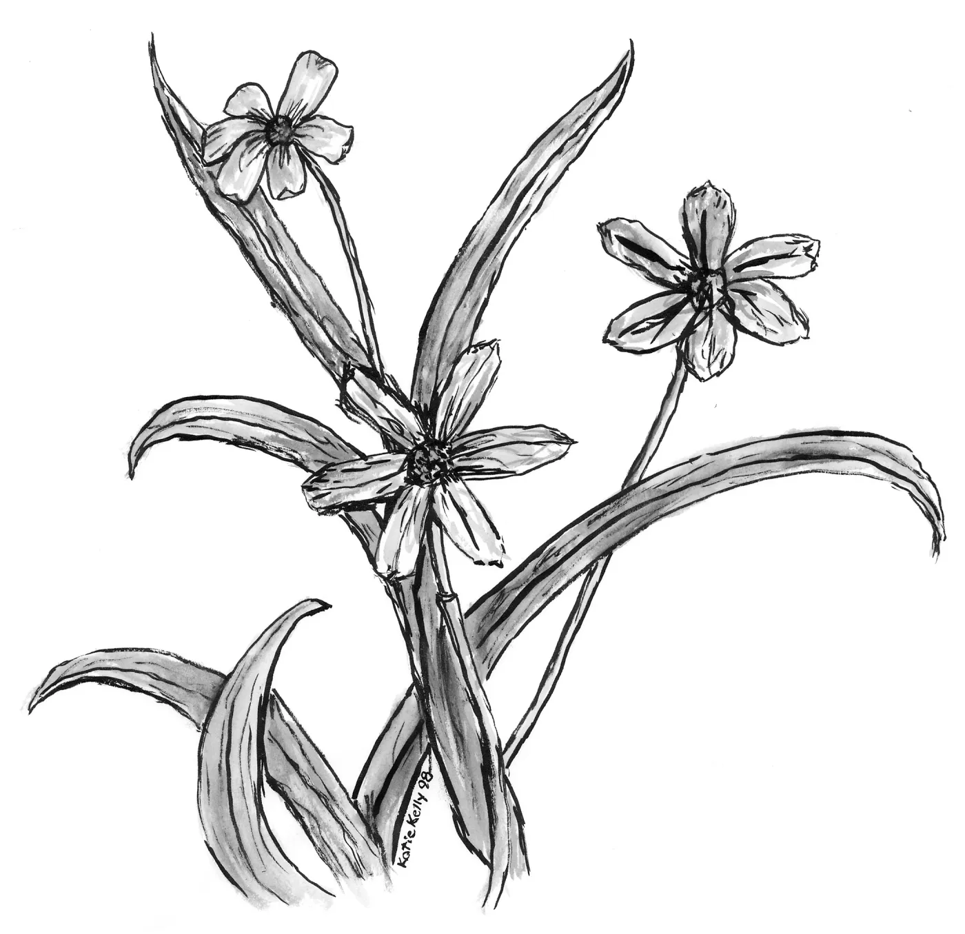 Blue Eyed Grass