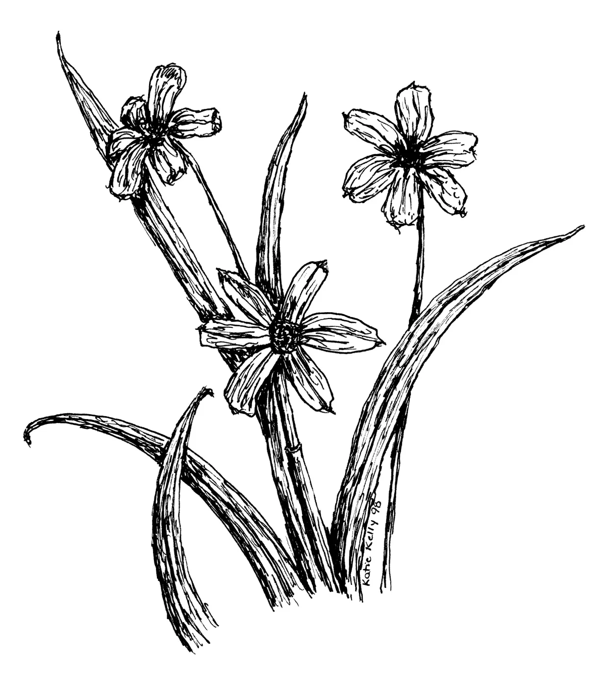 Blue Eyed Grass