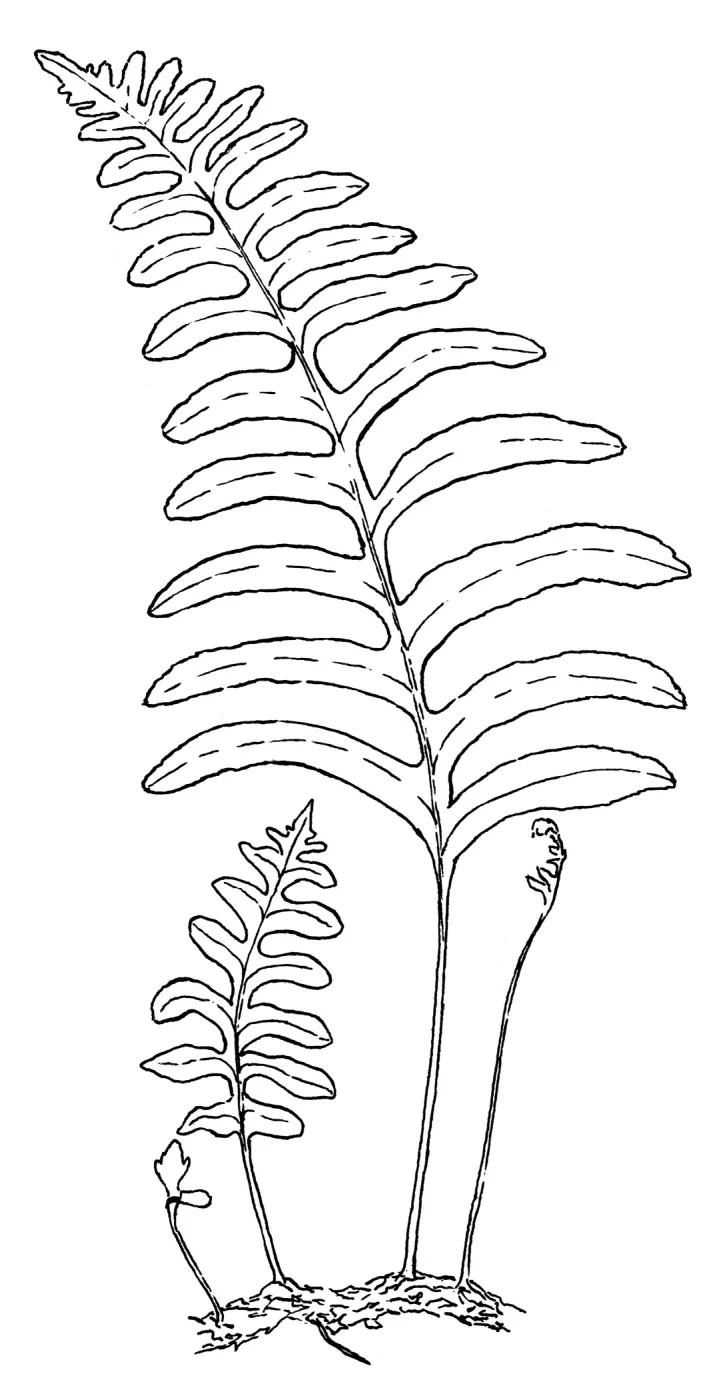 California Polypody