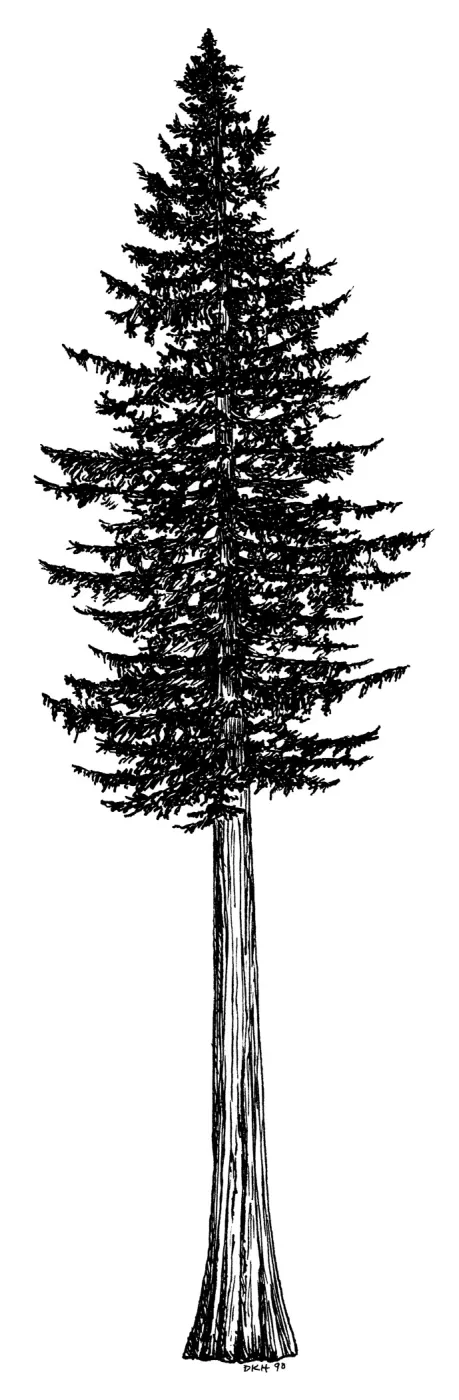 Coast Redwood