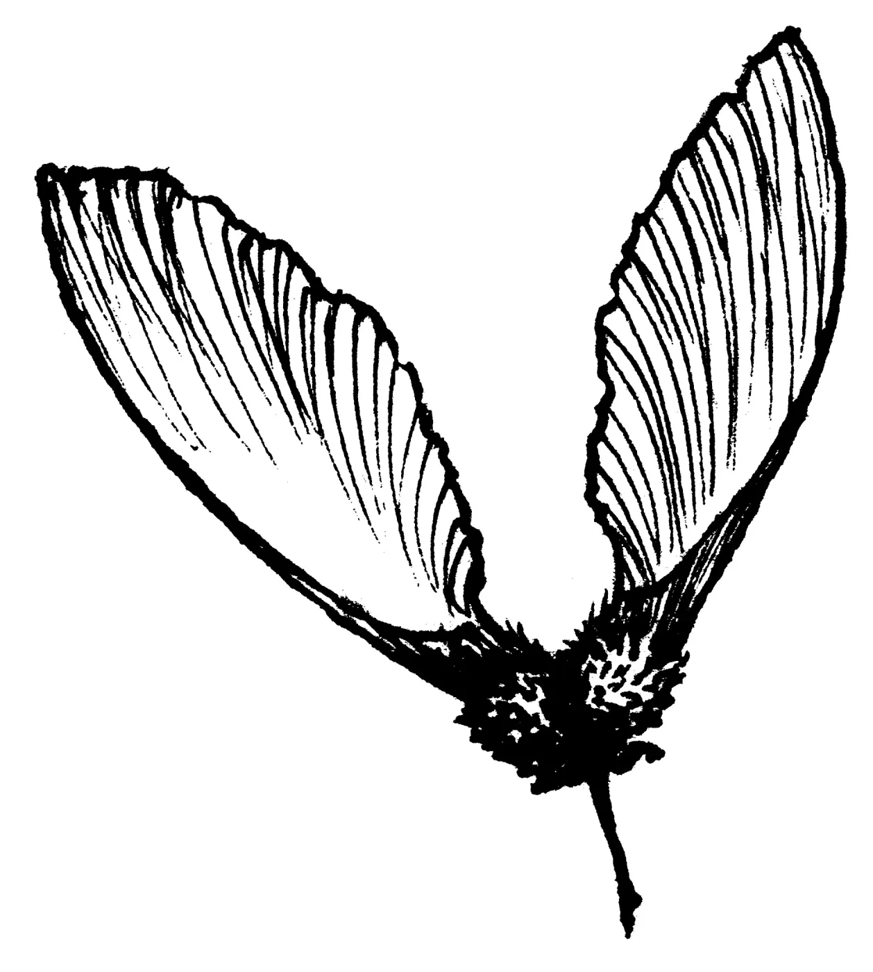 Big Leaf Maple Seed