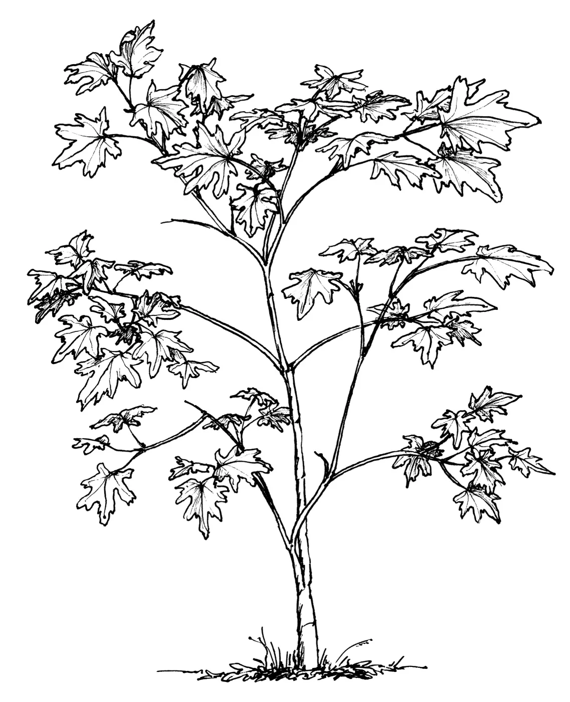 Big Leaf Maple Sapling