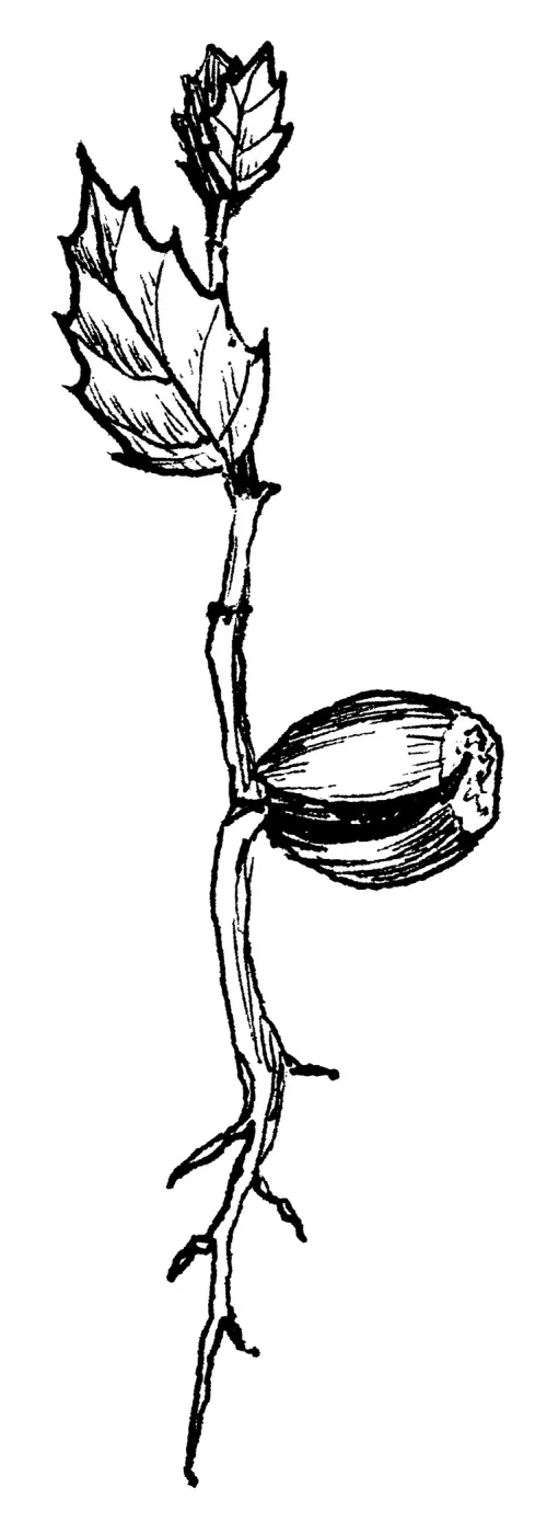 Live Oak Seedling (Coastal Live Oak)