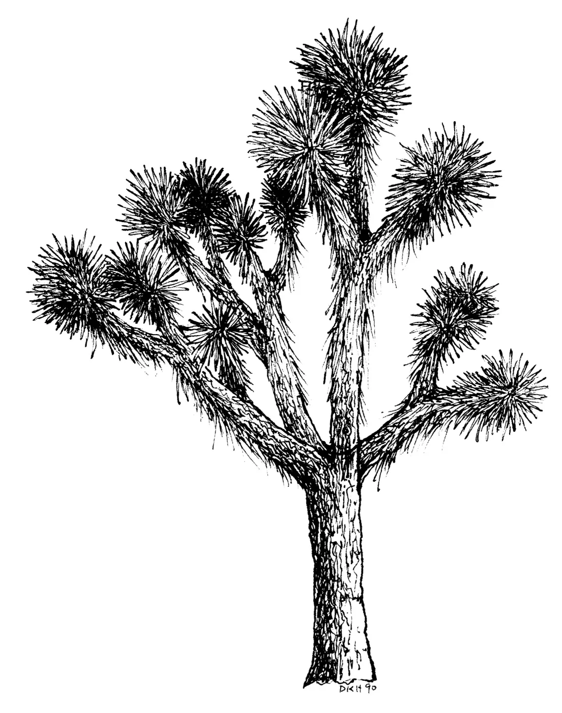 Joshua Tree
