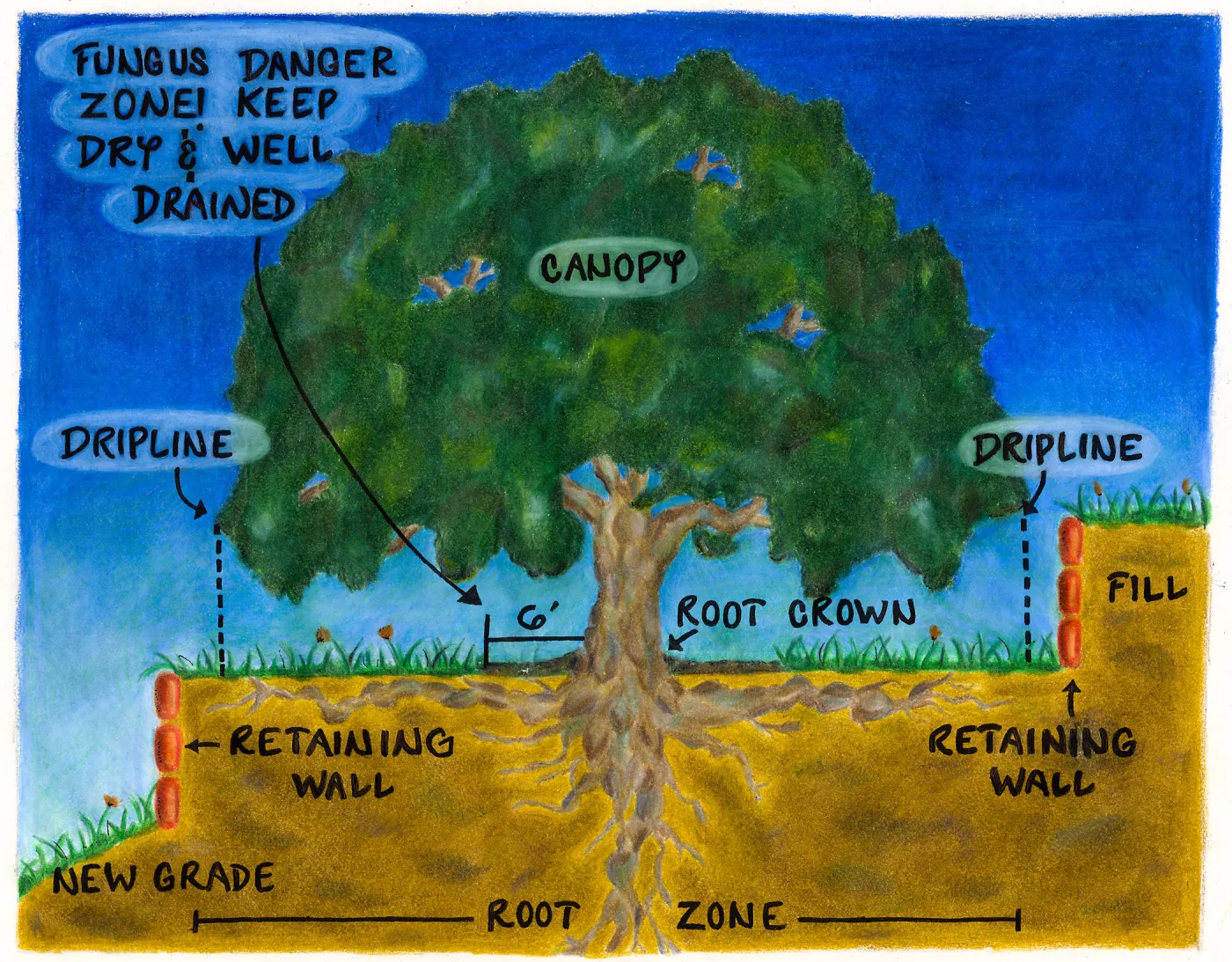 Oak Tree Care (Coastal Live Oak)