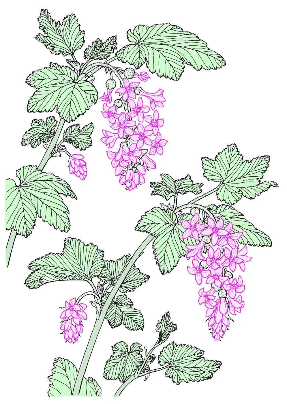 Ribes (Currant, Gooseberry )