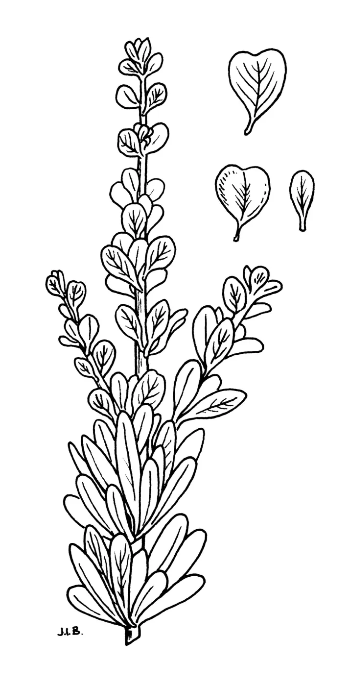 Ceanothus fascicularis (leaves = ramulosis)