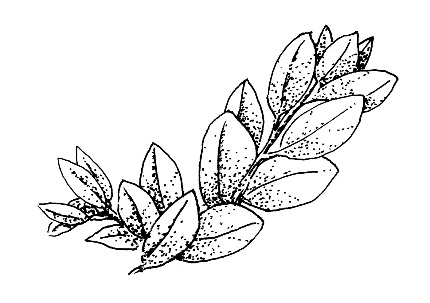 Manzanita leaves