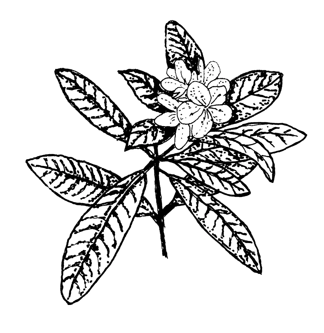 Rhododendron
