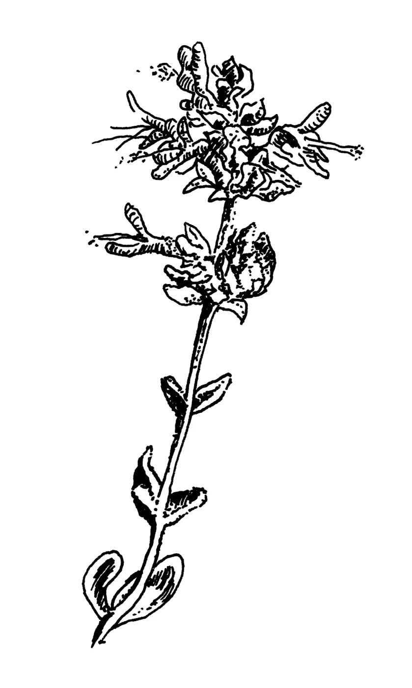 Purple Sage